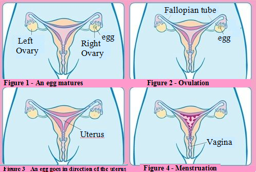 Cycle Menstrual