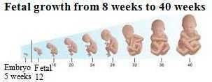 Fetal Growth