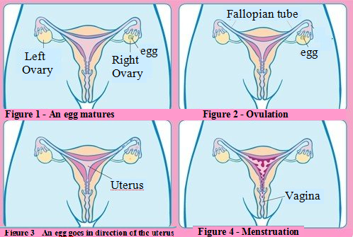 Grafic Cycle