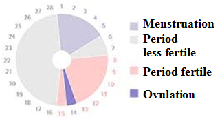 Grafico Cycle Fertile