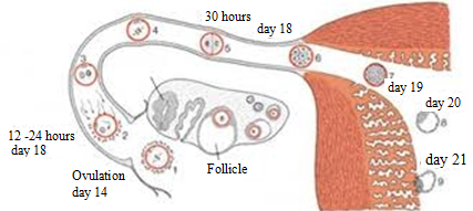 Graphic Ovulation