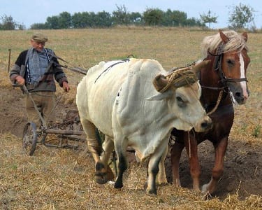 Ploughing ox and horse