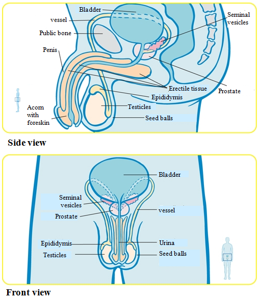 Sexual organs of a boy